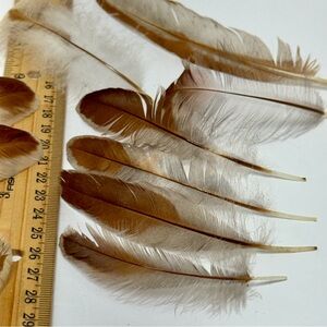 Splash Wyandotte Chicken Feathers Pack of 20